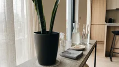 Manchas blancas en la lengua de suegra: 4 causas comunes y cómo solucionarlas en casa